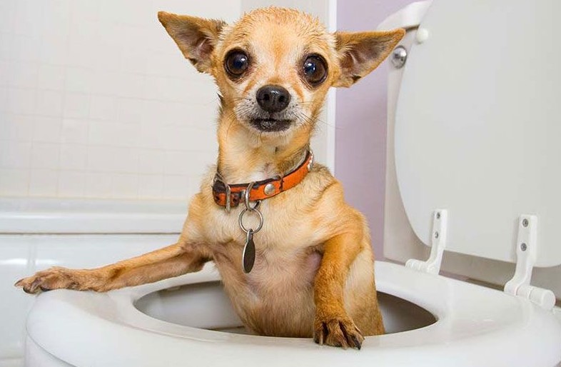 Diarrhea in a dog