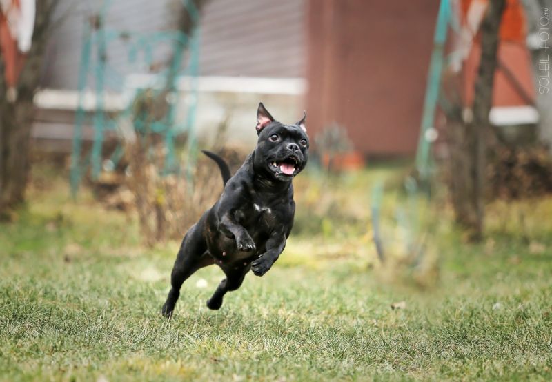 Bullterrier