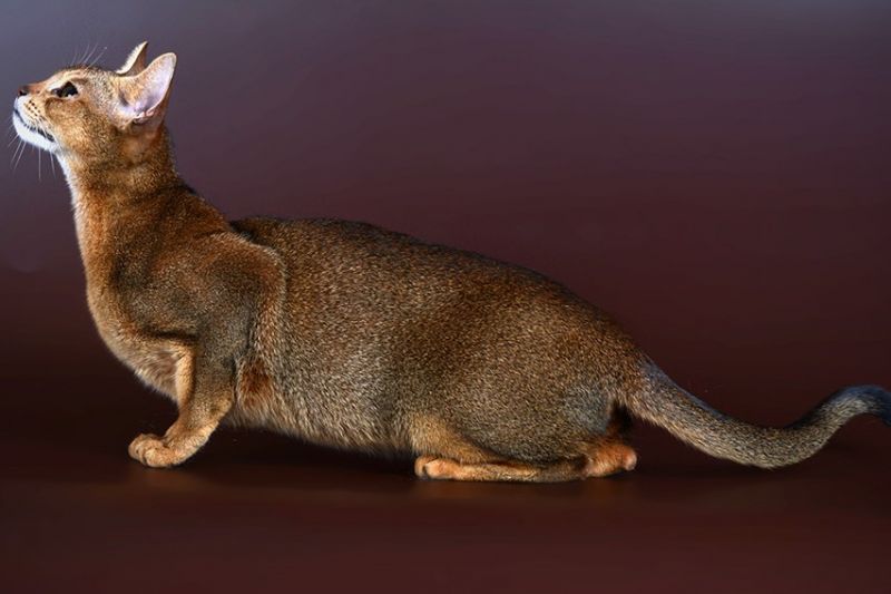 Abyssinian cat