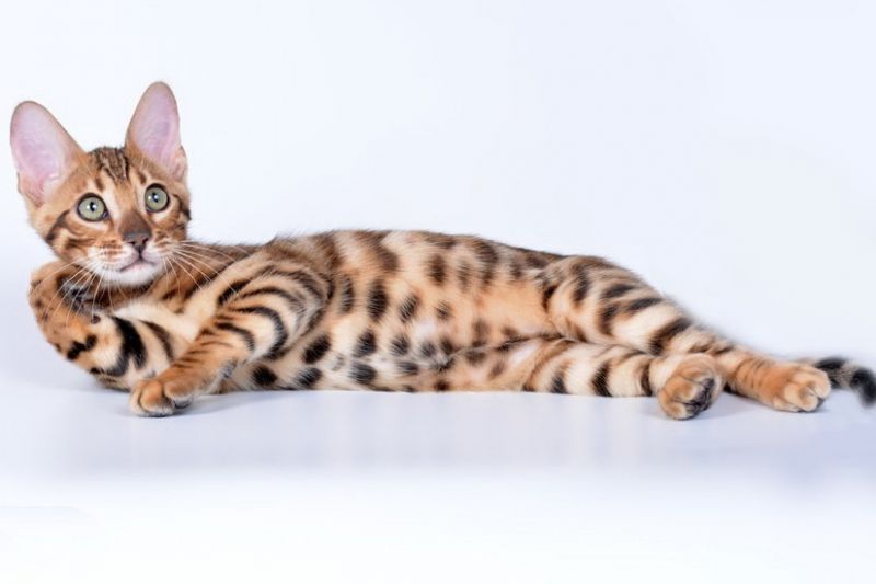 Bengal