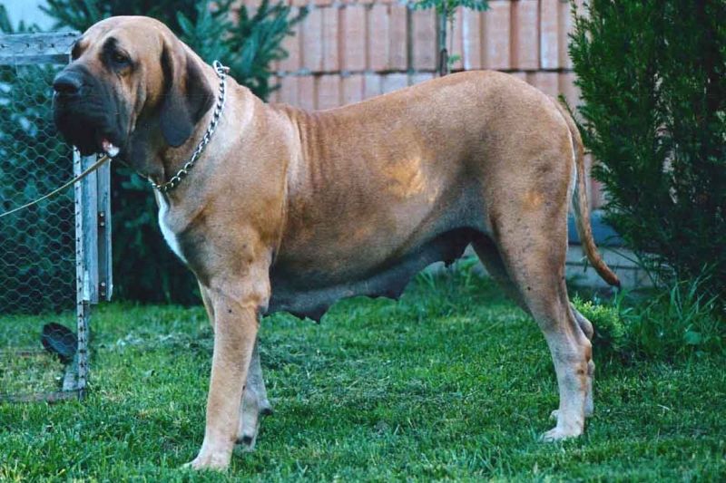 fila brasileiro