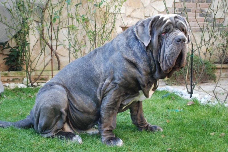 Neapolitan Mastiff