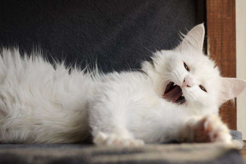 Turkish angora