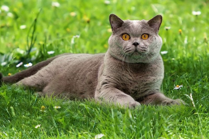 British shorthair