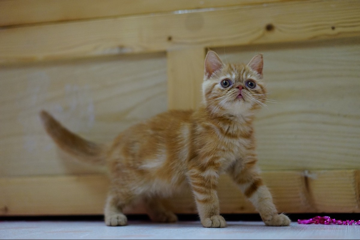 Exotic Shorthair