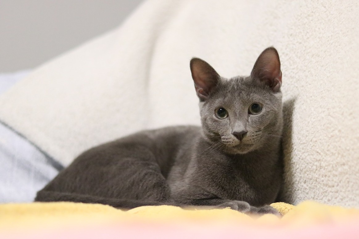 Russian blue