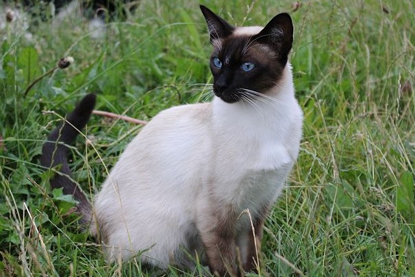 Siamese