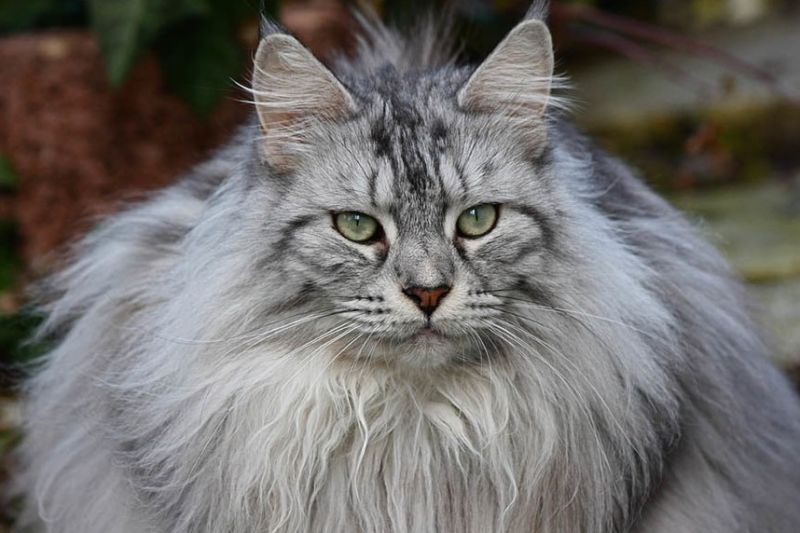 Maine coon