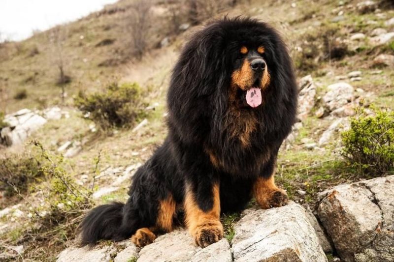 Tibetan Mastiff