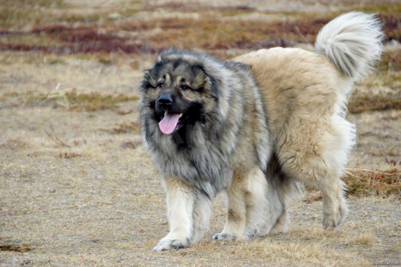 Caucasian Shepherd Dog