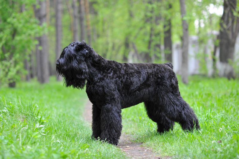 Russian black terrier