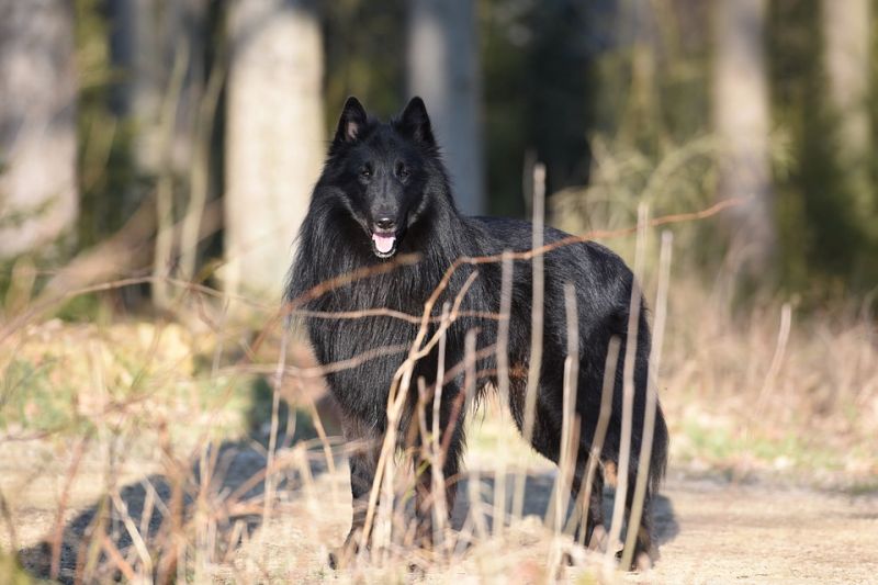 Belgian shepherd dog