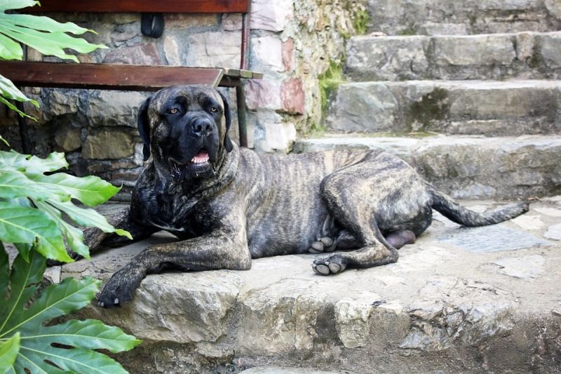 Cane Corso