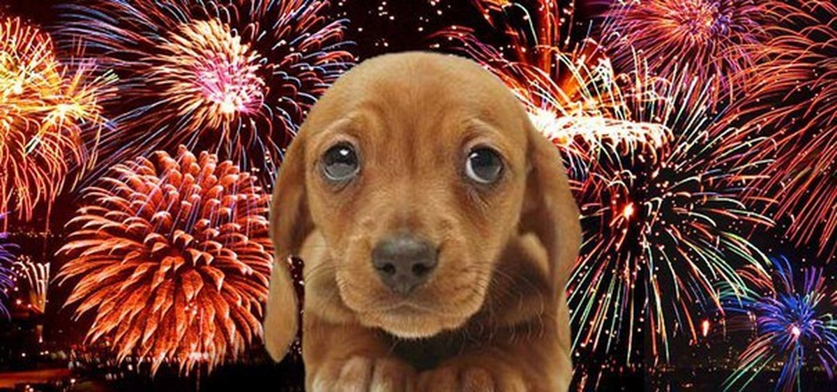 The dog is afraid of fireworks