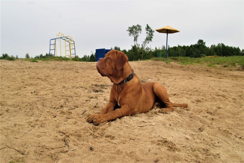 canecorso