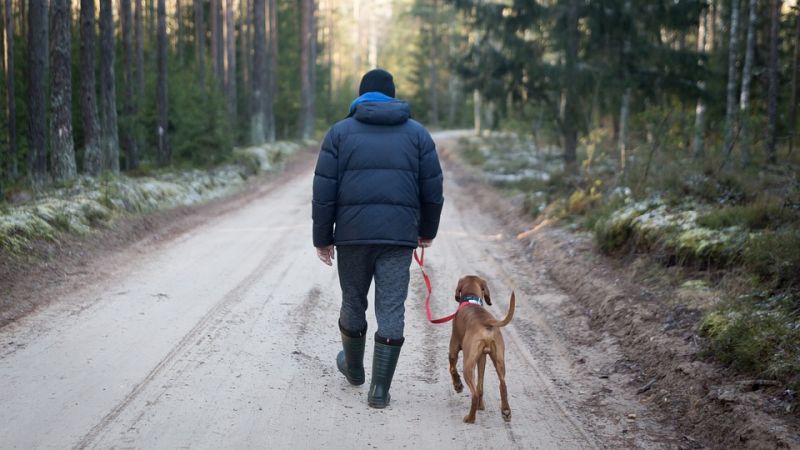 dog is walking