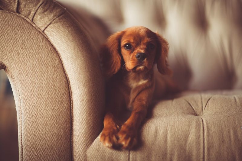 dog on the sofa