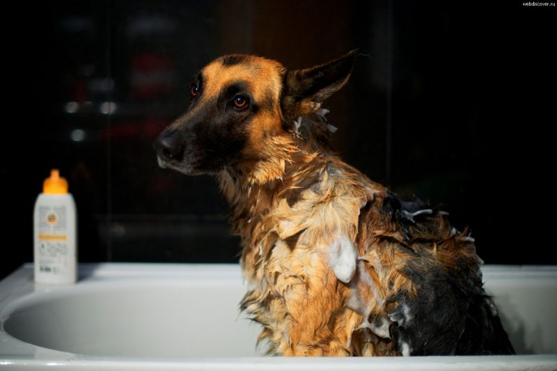 dog in the bathroom