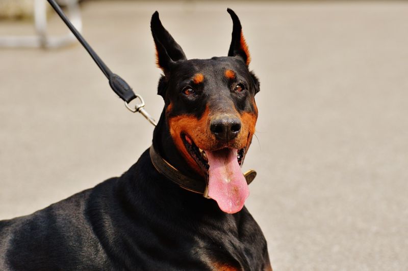 dobermann