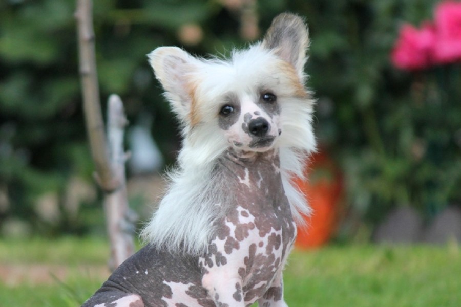 Chinese Crested