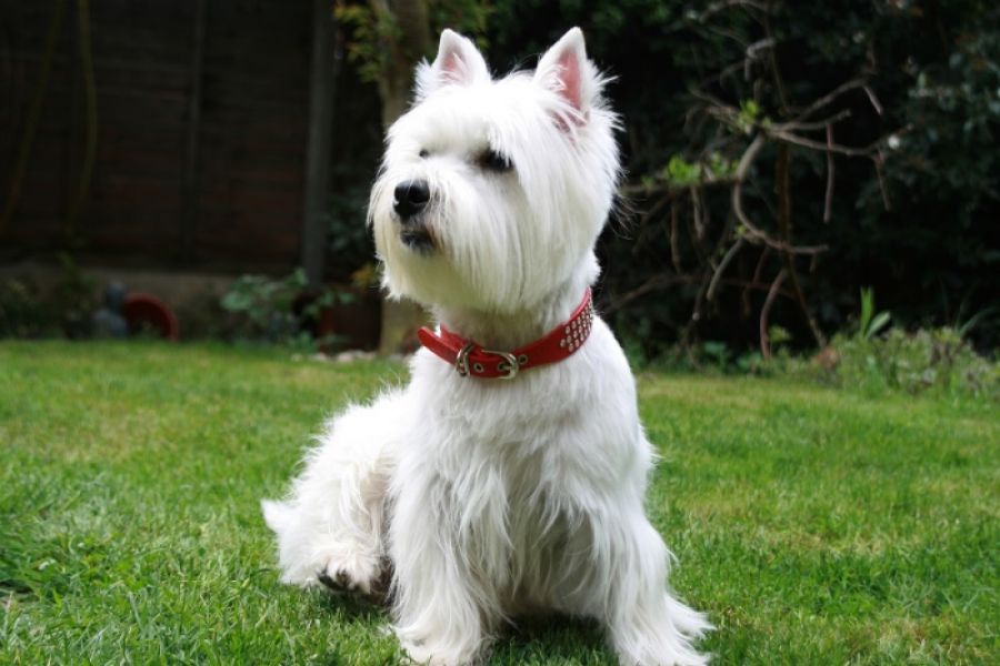 West Highland White Terrier