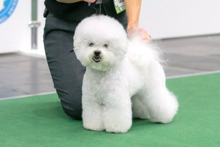 Bichon Frize