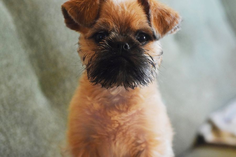 Brussels Griffon