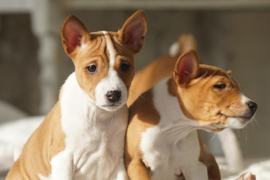 Basenji