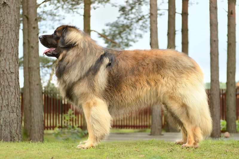 Leonberger