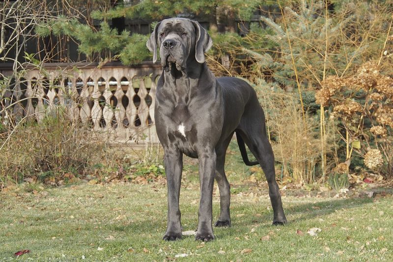 Great Dane