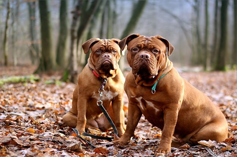 French mastiff