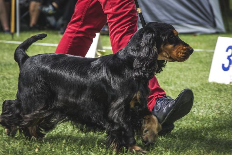 dog on exhibition