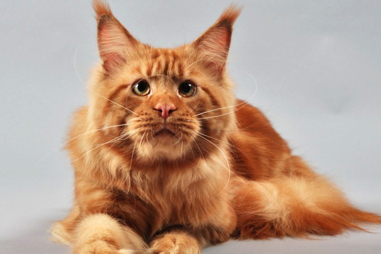 Maine Coon