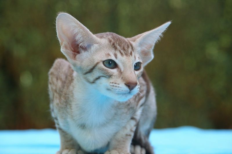 Oriental Shorthair