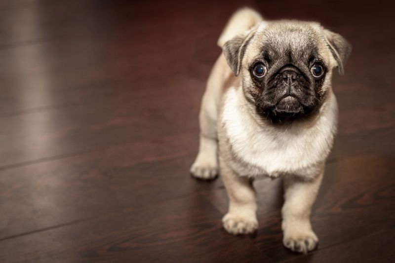 pug