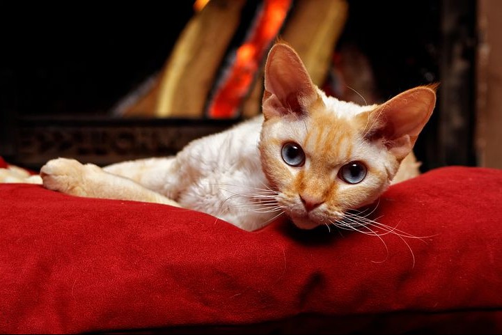 Devon rex