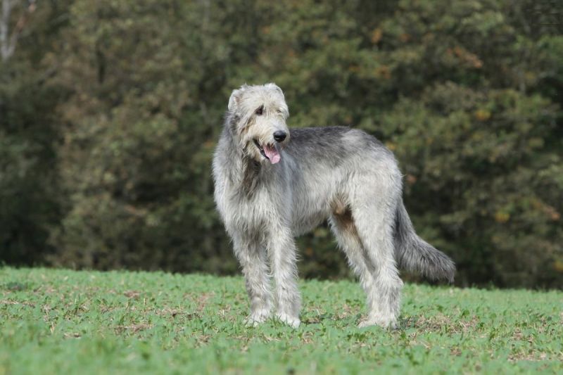 Irish Wolfhound