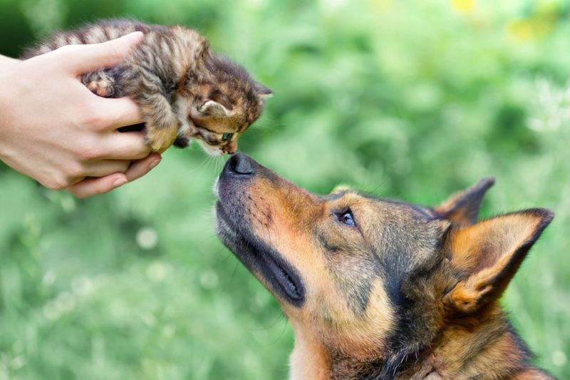 dog with a kitten