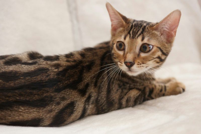 bengal cat