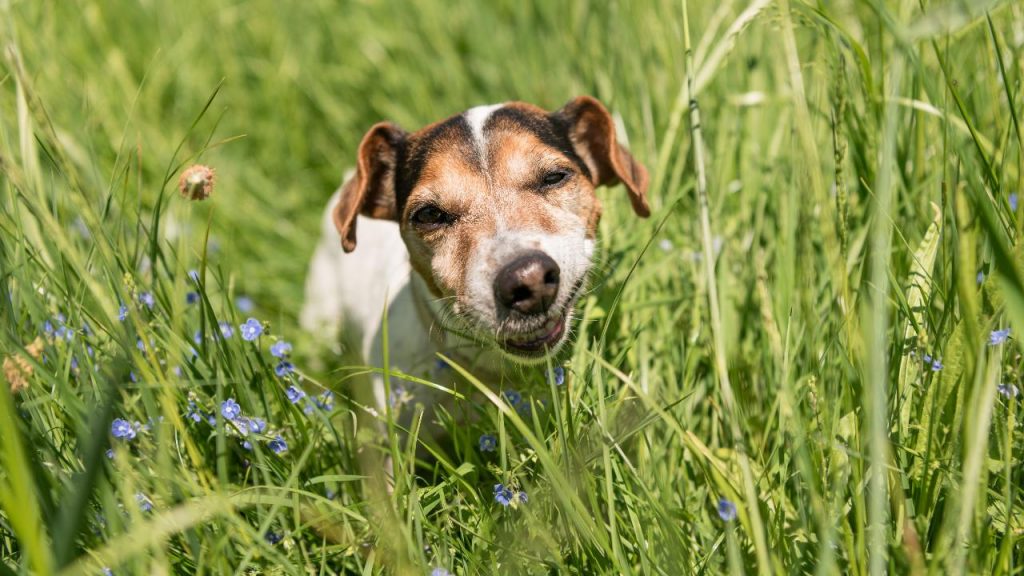 dogs eat grass