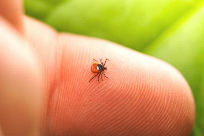 Lyme Disease