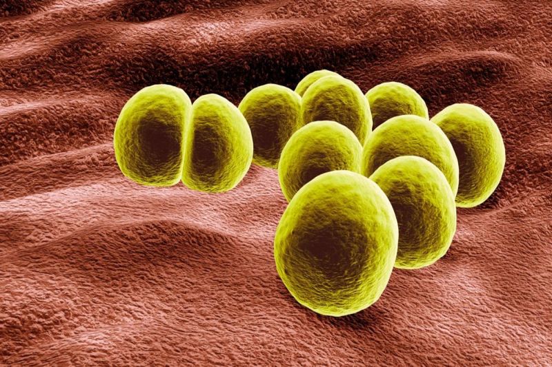 Staphylococcusis