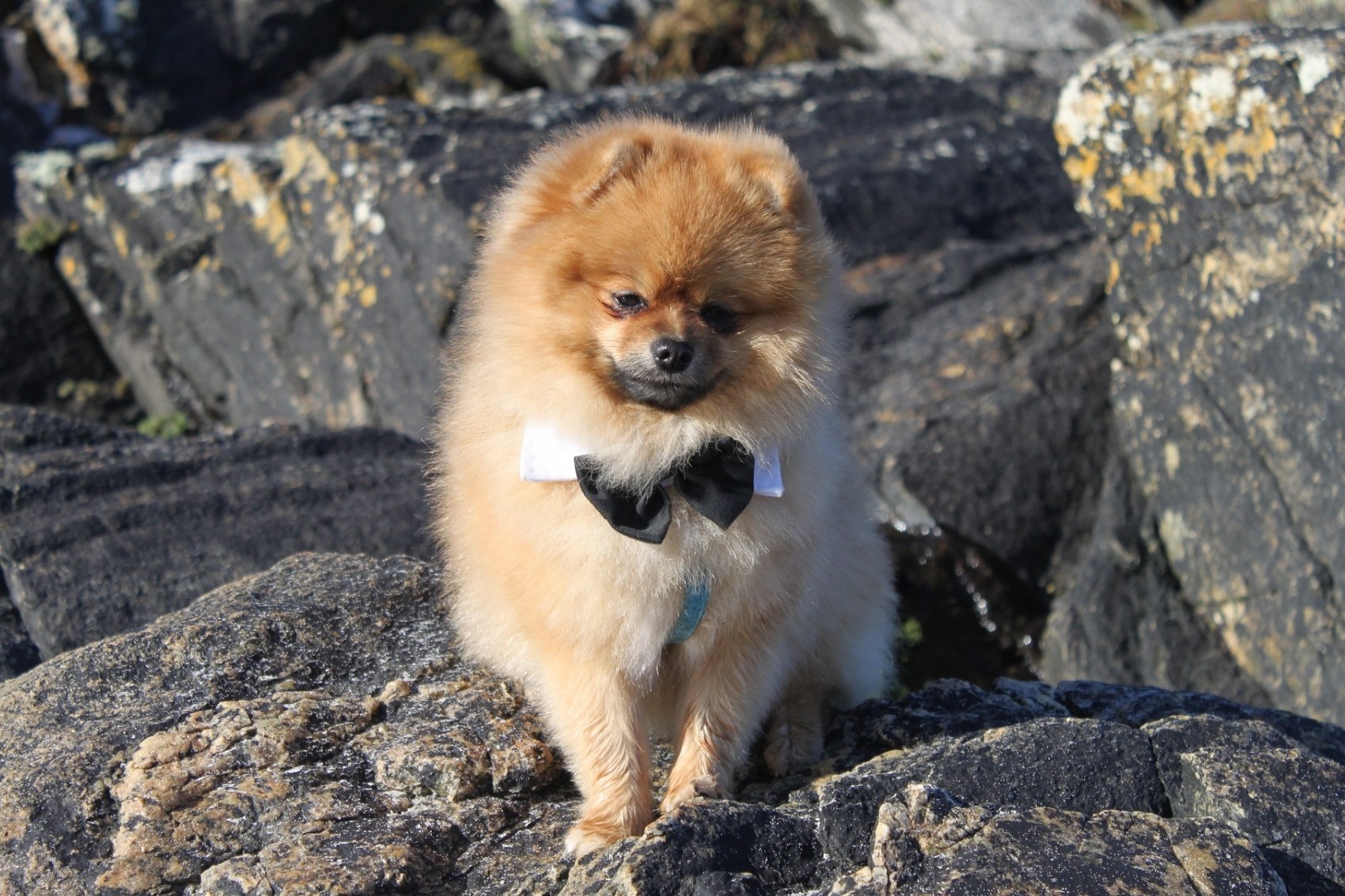 pomeranian