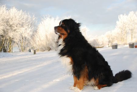 Bernese Mountain Dog