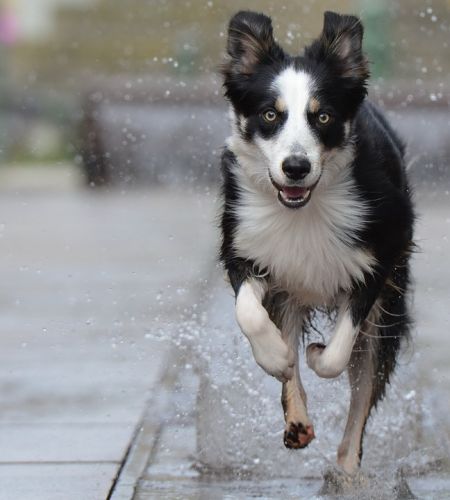 Border Collie