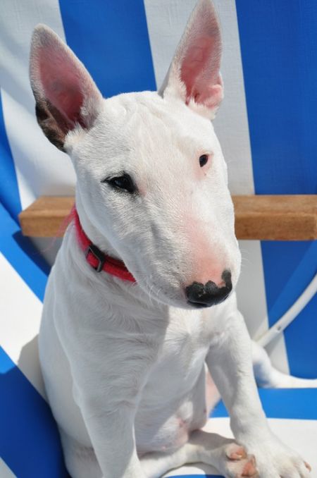 bull terrier