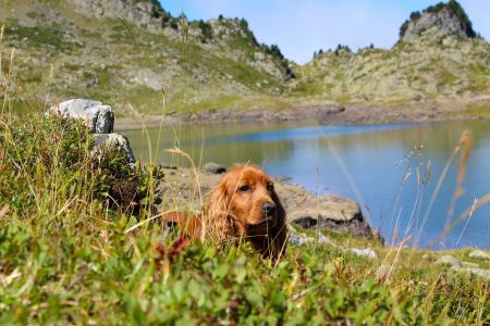 English Cocker Spaniel