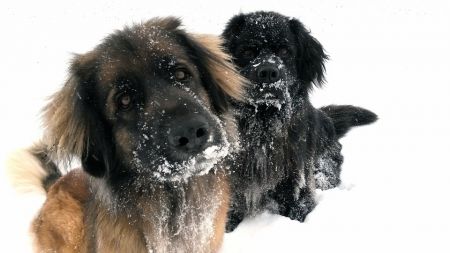 Leonberger 