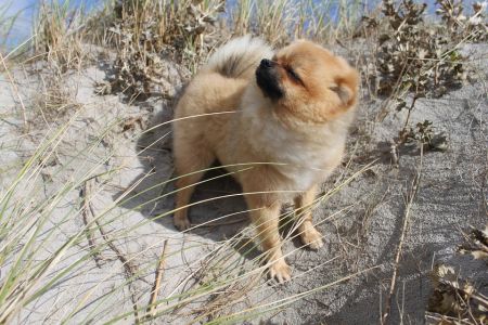 Pomeranian Spitz