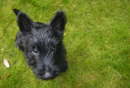 Scottish terrier